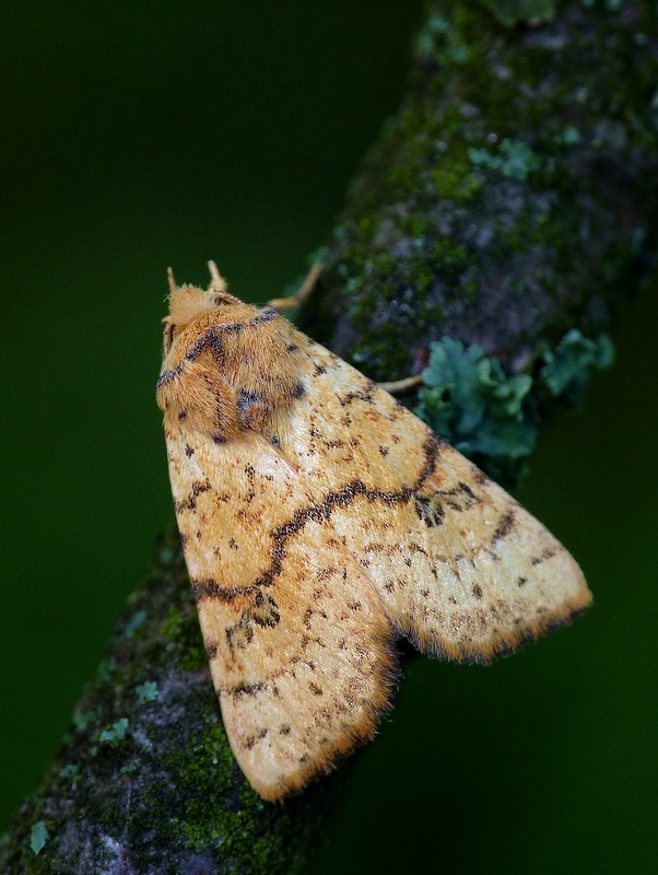 mora javorová Tiliacea sulphurago