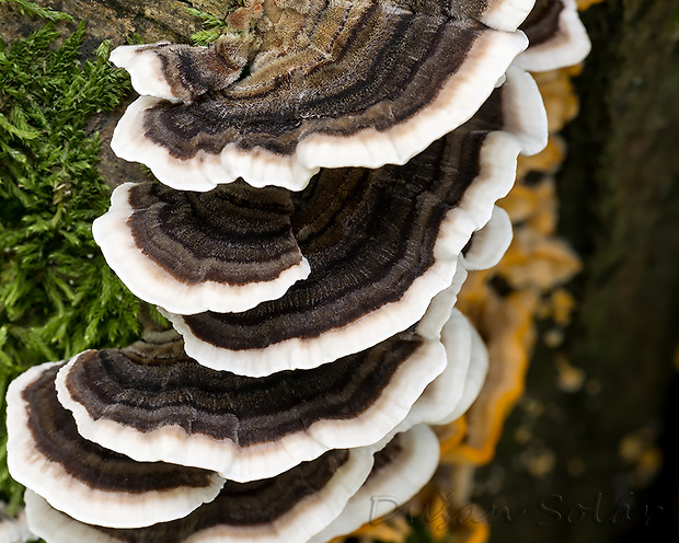 trúdnikovec pestrý Trametes versicolor (L.) Lloyd