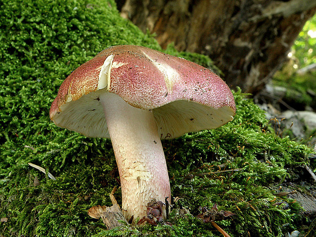 čírovec červenožltý Tricholomopsis rutilans (Schaeff.) Singer