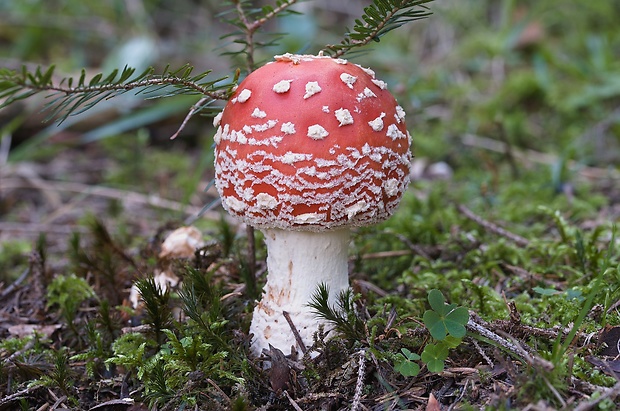 muchotrávka červená Amanita muscaria (L.) Lam.