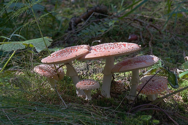 muchotrávka červená Amanita muscaria (L.) Lam.