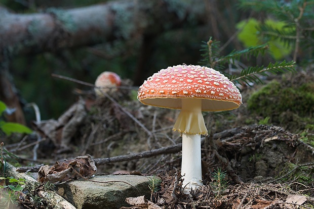 muchotrávka červená Amanita muscaria (L.) Lam.