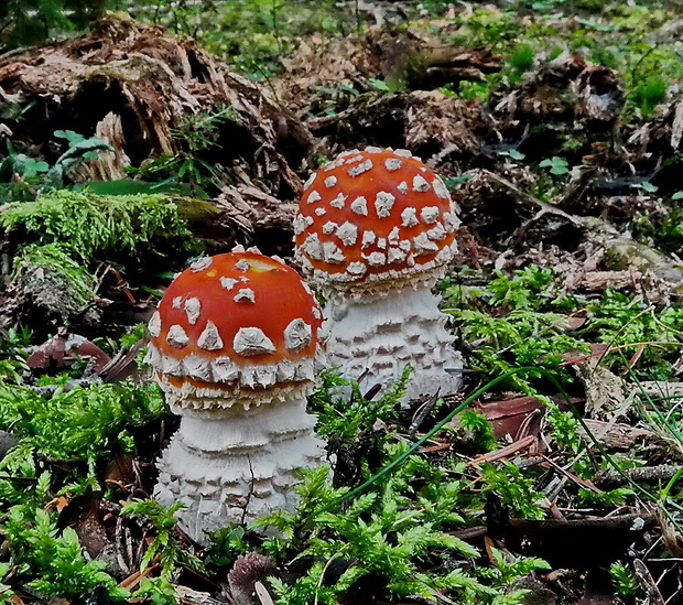 muchotrávka červená Amanita muscaria (L.) Lam.