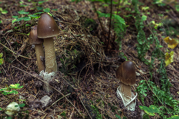 muchotrávka Amanita sp.