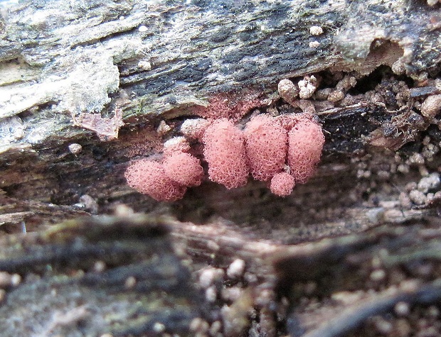 mištička Arcyria sp.