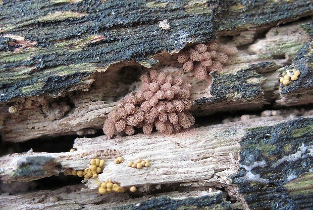 mištička Arcyria sp.