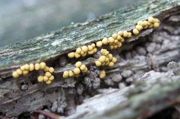 mištička Arcyria sp.