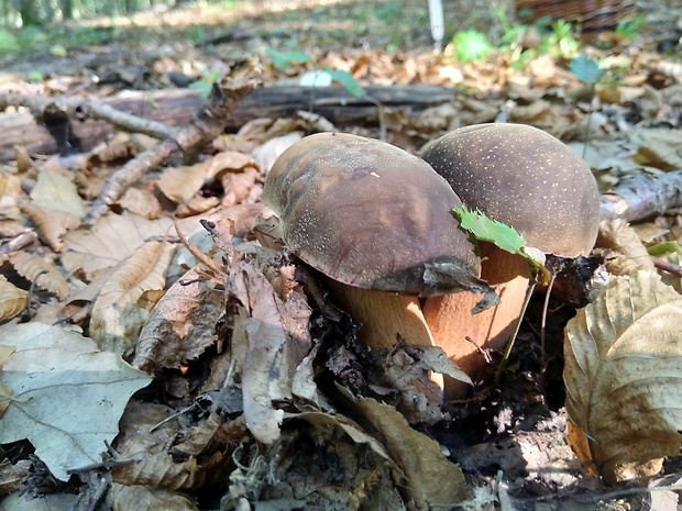 hríb bronzový Boletus aereus Bull. ex Fr.