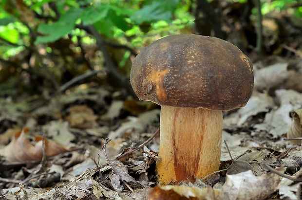 hríb bronzový Boletus aereus Bull. ex Fr.