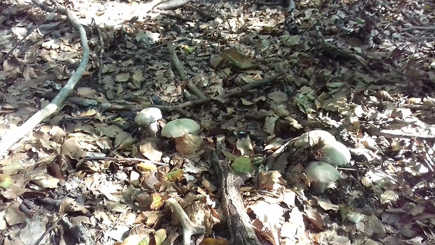 boletus edulis Boletus edulis Bull.