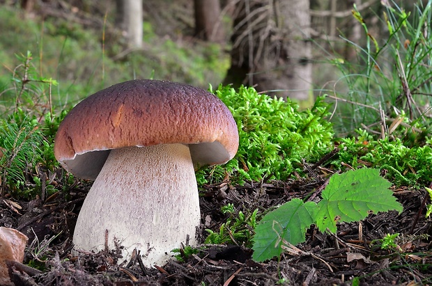 hríb smrekový Boletus edulis Bull.