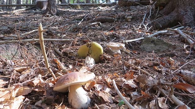 hríb smrekový Boletus edulis Bull.