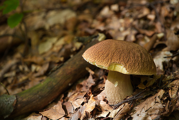 hríb dubový Boletus reticulatus Schaeff.