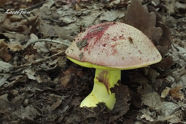 hríb kráľovský Butyriboletus regius (Krombh.) D. Arora & J.L. Frank