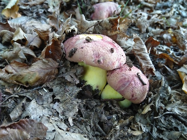 hríb kráľovský Butyriboletus regius (Krombh.) D. Arora & J.L. Frank