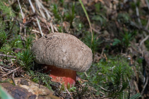 hríb červený Caloboletus calopus Fr.