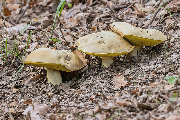 hríb plavý Hemileccinum impolitum (Fr.) Šutara