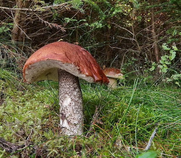 kozák smrekový Leccinum piceinum Pilát & Dermek