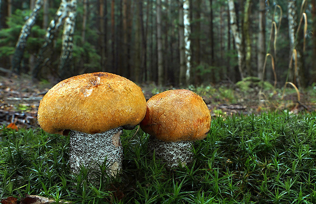 kozák žltooranžový Leccinum versipelle (Fr. & Hök) Snell