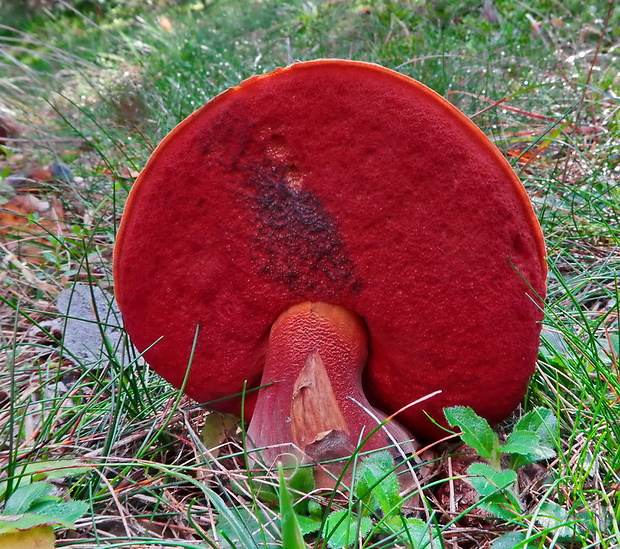 hríb zrnitohlúbikový červený Neoboletus luridiformis var. rubropileus (Dermek) Šutara