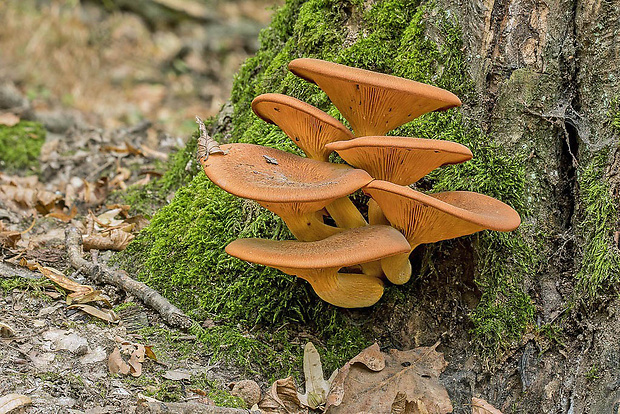 kališník hnedooranžový Omphalotus olearius (DC.) Singer