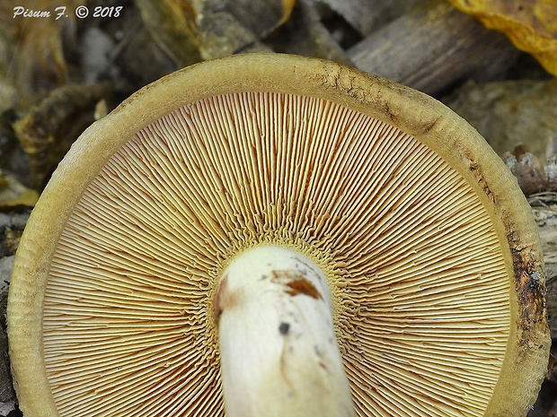 čechračka podvinutá Paxillus involutus (Batsch) Fr.