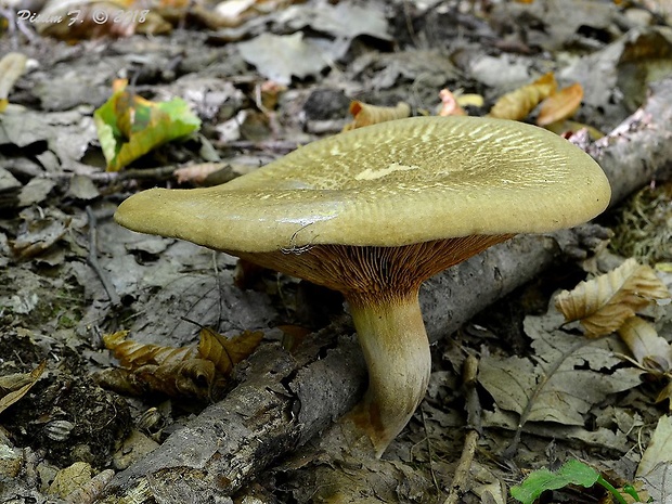 čechračka podvinutá Paxillus involutus (Batsch) Fr.