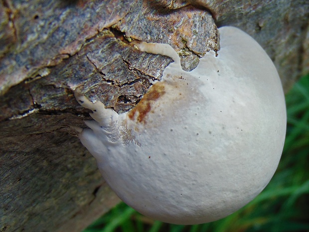 ohňovec ? Phellinus sp.