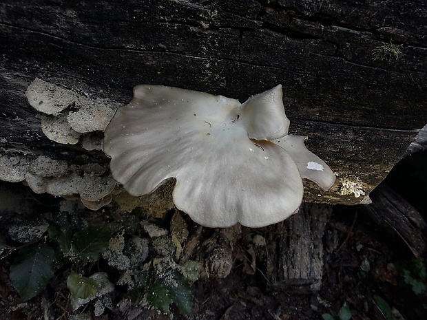 hliva buková Pleurotus pulmonarius (Fr.) Quél.