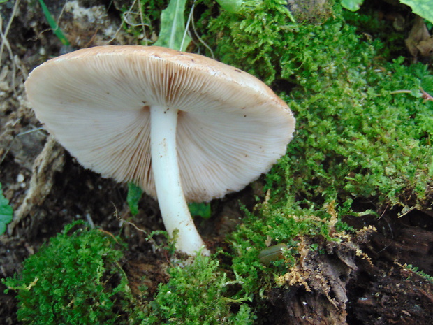 štítovka  Pluteus sp.