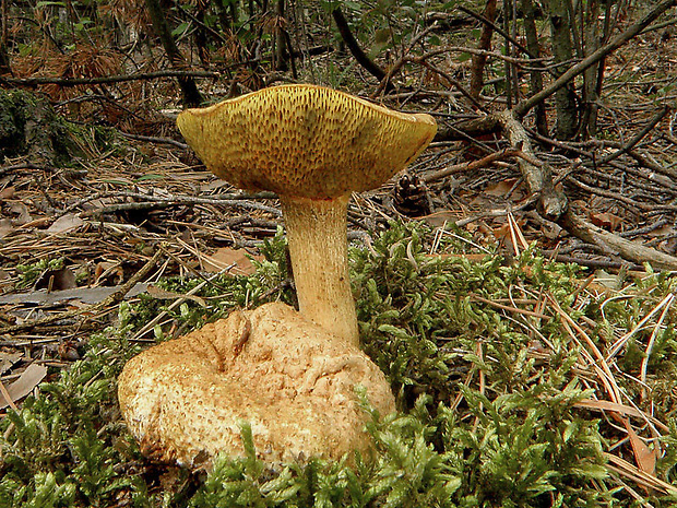 suchohríb cudzopasný Pseudoboletus parasiticus (Bull.) Šutara