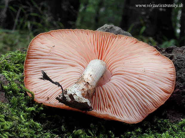 červenáčik obyčajný Rhodotus palmatus (Bull.) Maire