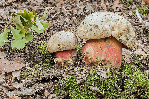 hríb satanský Rubroboletus satanas f. satanas (Lenz) Kuan Zhao & Zhu L. Yang