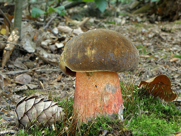 hríb zrnitohlúbikový Sutorius luridiformis (Rostk.) G. Wu & Zhu L. Yang