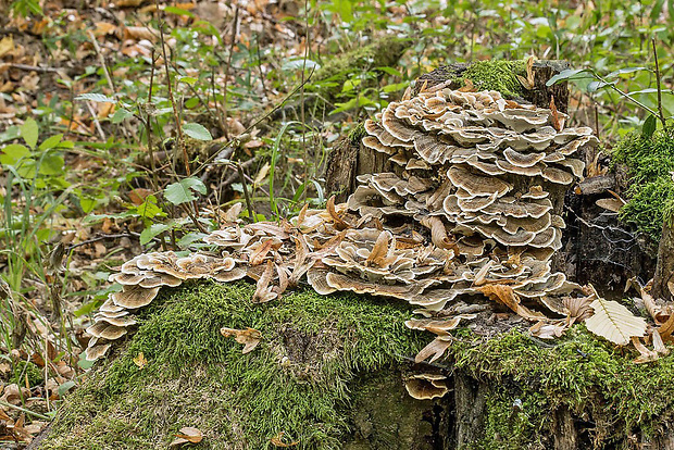 trúdnikovec pestrý Trametes versicolor (L.) Lloyd