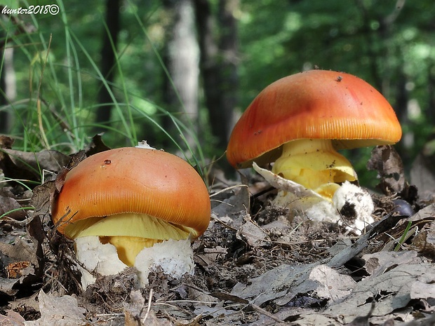 muchotrávka cisárska Amanita caesarea (Scop.) Pers.