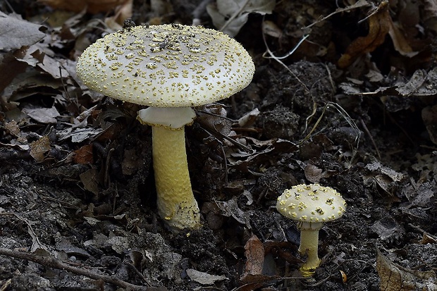 muchotrávka olivovohnedastá Amanita franchetii (Boud.) Fayod