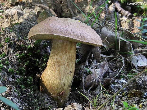 suchohríb moravský Aureoboletus moravicus (Vaček) Klofac