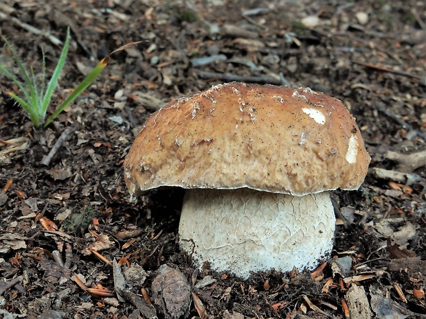 hríb smrekový Boletus edulis Bull.