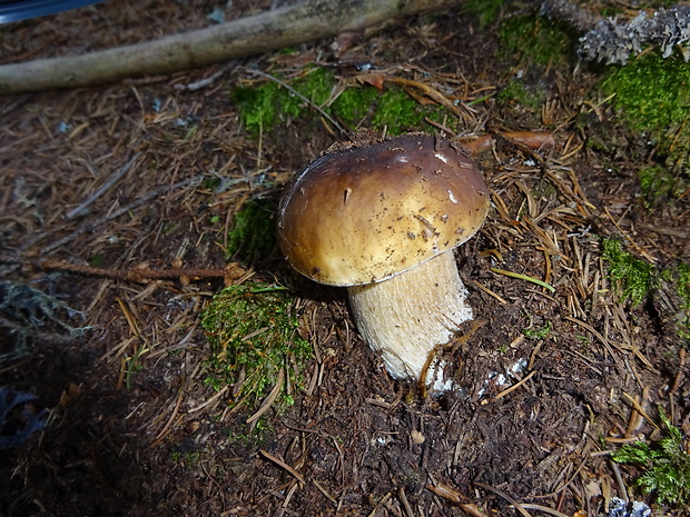 hríb smrekový Boletus edulis Bull.