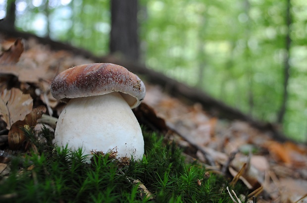 hríb sosnový Boletus pinophilus Pil. et Dermek in Pil.