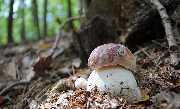 hríb sosnový Boletus pinophilus Pil. et Dermek in Pil.