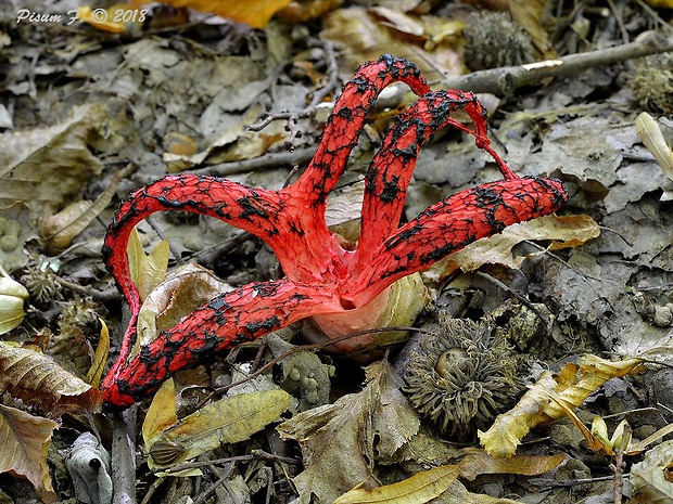 mrežovka kvetovitá Clathrus archeri (Berk.) Dring