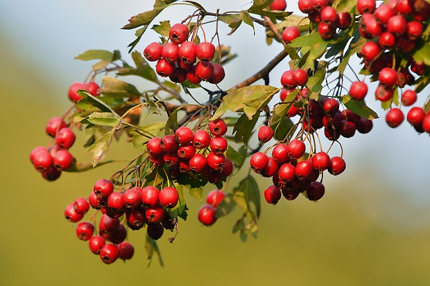 hloh obyčajný Crataegus laevigata (Poir.) DC.