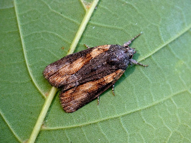 lišajníkovka hnedá Cryphia raptricula