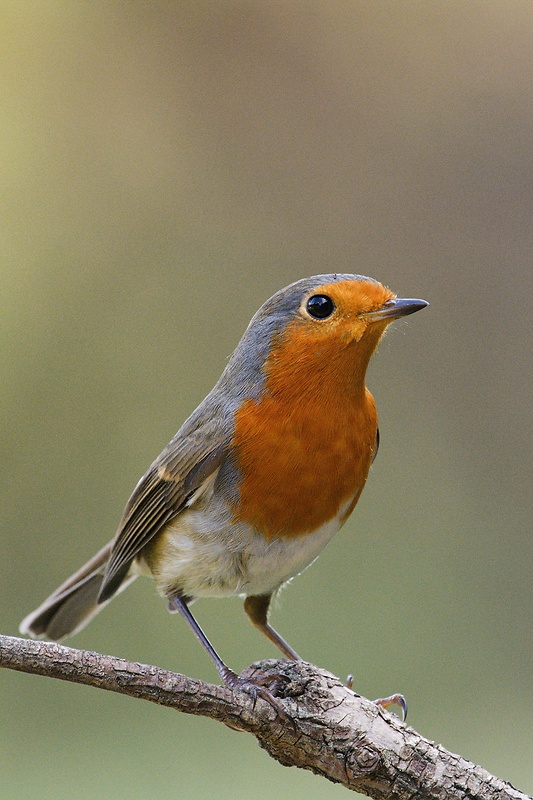 červienka obyčajná  Erithacus rubecula