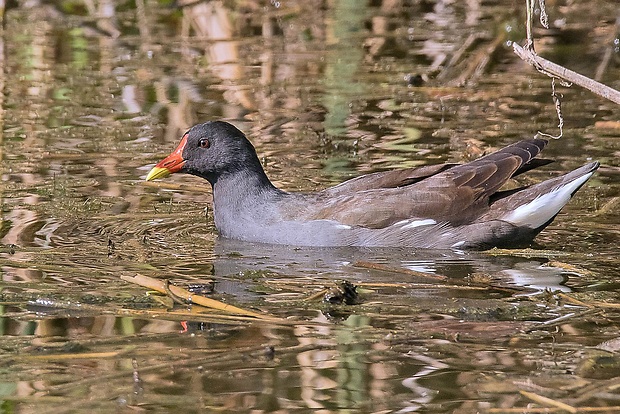 sliepočka vodná Gallinula chloropus