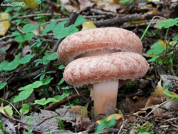 rýdzik kravský Lactarius torminosus (Schaeff.) Gray