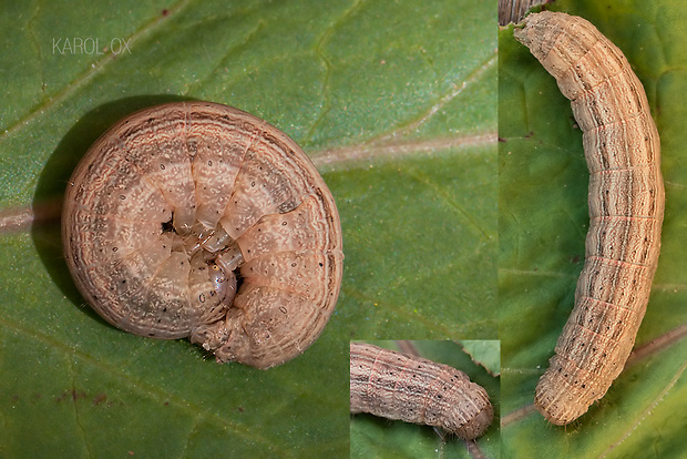 mora Mythimna sp. cf.