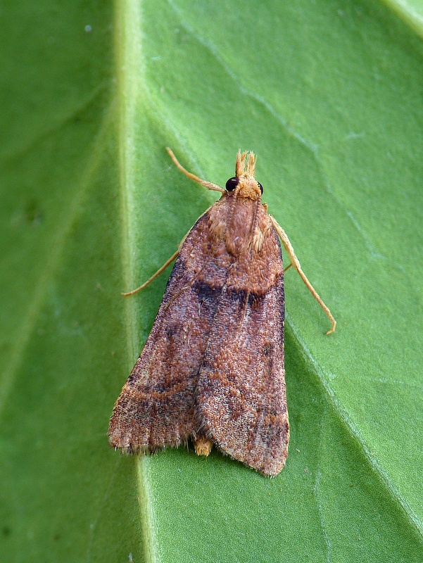 vijačka vrbovková Stemmatophora brunnealis